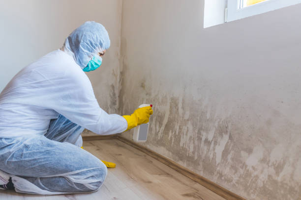 Licensed Mold Testing service in Henderson, GA - WQB Mold Removal