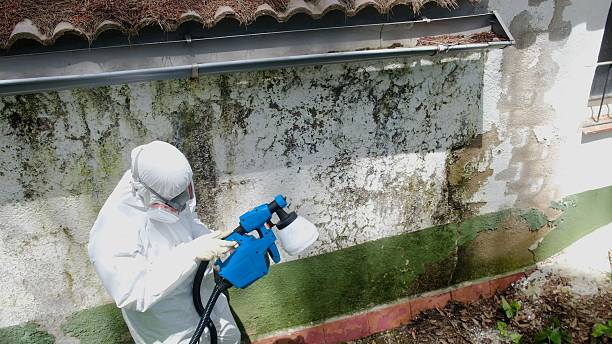 Top rated local Mold Testing specialists in Henderson, GA